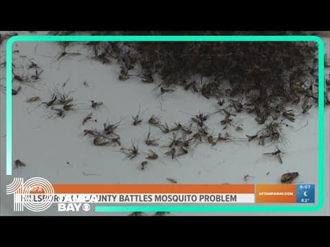 Hillsborough County battles mosquito problem