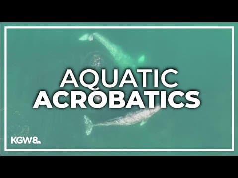 Oregon State University use drones to peek at how Pacific gray whales eat