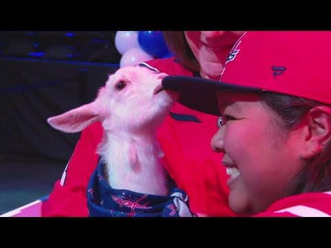 Fans meet real live goats at petting zoo celebrating the NHL "GOAT" Alex Ovechkin