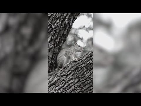 TCU is asking the community to name their campus squirrels