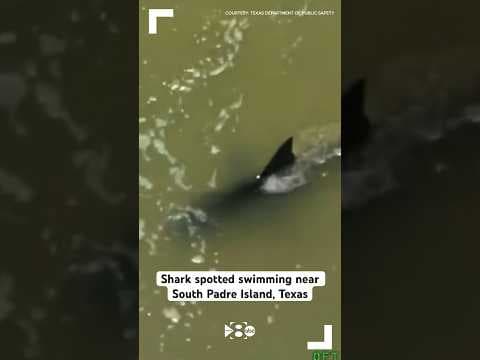 Shark spotted swimming near South Padre Island, Texas