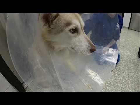 Houston SPCA rescues 3-year-old husky mix found with bullet wounds in Oak Forest