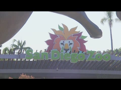 Free parking at San Diego Zoo at risk as San Diego City Council considers changes to lease agreement