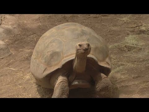 Zoo Day | Meet the Galápagos tortoise