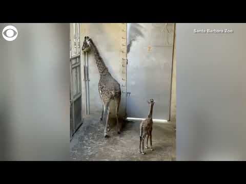 Newborn giraffe walks around  near mom