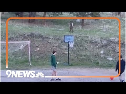 Elk plays soccer with kids in Evergreen
