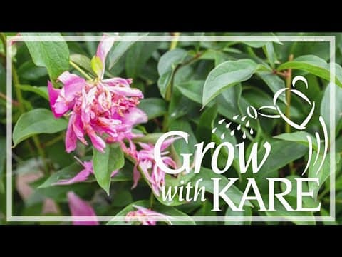 Grow with KARE: Why do peonies bud but not bloom?