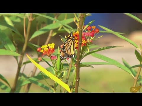 Zoo Knoxville's 'Butterfly Day' to kick off this weekend