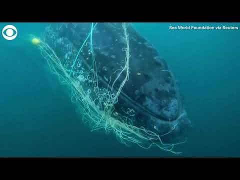 Rescuers free humpback whale stuck in net off coast of Australia