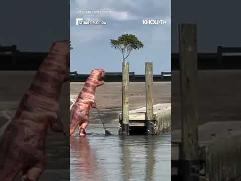 Just a T-Rex paddleboarding in Florida. Via: TMX #shorts