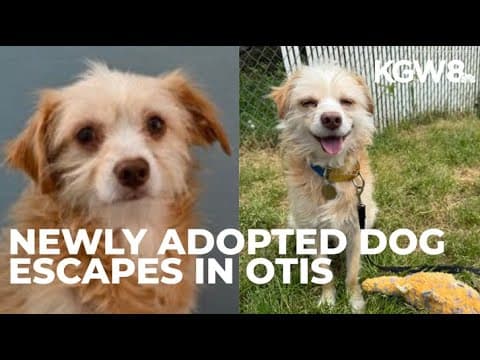 Oregon Coast Humane Society seeks help to find missing dog near Otis