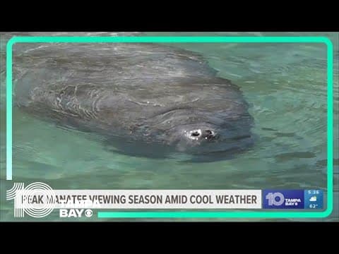 Want to see manatees up close? It's peak viewing season in Crystal River