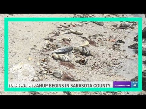 Red tide cleanup begins in Sarasota County