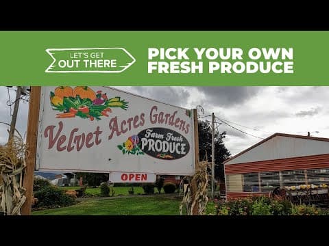 Picking your own fresh produce at Velvet Acres Gardens in Vancouver