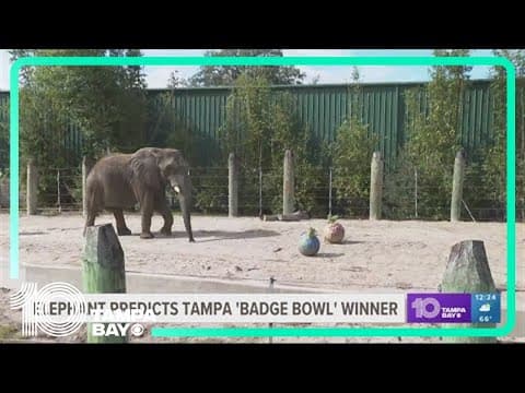Elephant predicts Tampa 'Badge Bowl' winner