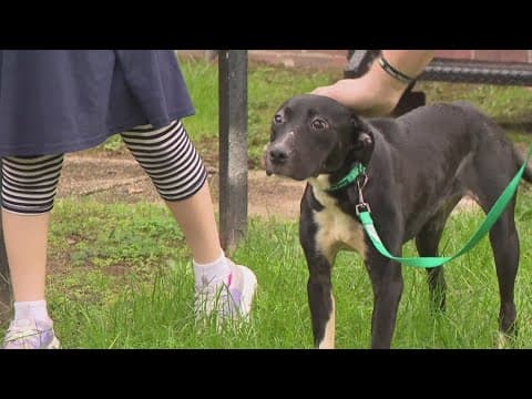 HRA investigating after malnourished dog is dumped in bushes and almost run over