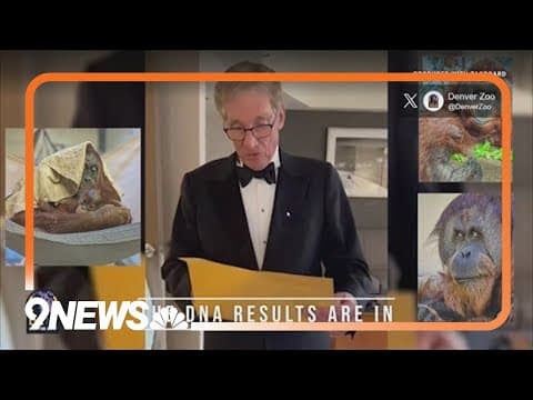 Maury Povich helps solve paternity mystery of Denver Zoo's baby orangutan