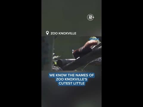 Zoo Knoxville announces names of new red pandas