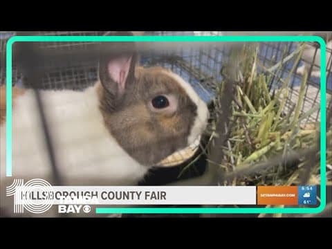 Hillsborough County Fair kicks off this weekend