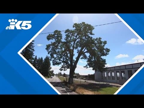 Tumwater mayor pauses tree removal after ‘passionate pleas’