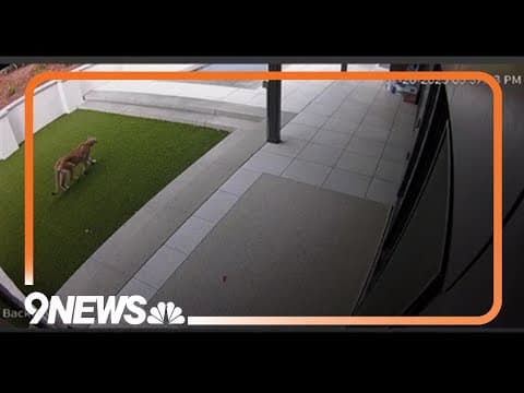 Small dog killed by mountain lion in North Boulder