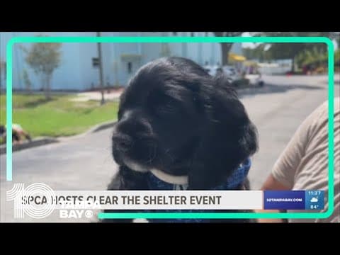 SPCA Tampa Bay hosts free adoption event on International Dog Day