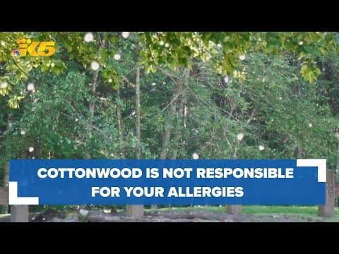 'Just a nuisance, not a concern': Cottonwood in the air is not responsible for your allergies