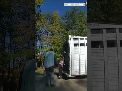 Video shows deputies attempting to catch escaped emu in Union County #shorts