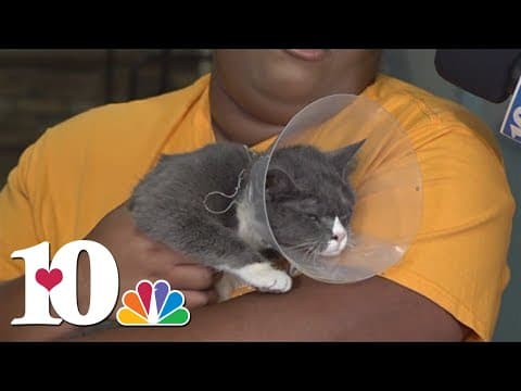 Smokey vs. The Wildcats: Young Williams introduces us to Sparkles