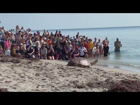 300lb pregnant sea turtle makes a triumphant return to the sea
