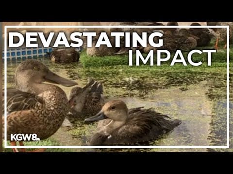 Botulism outbreak kills over 75,000 birds