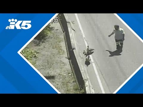 WSDOT cameras capture moments tow truck driver tries to corral geese off road
