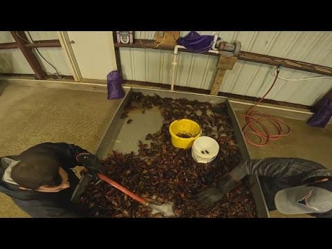 Texas crawfish farmers feeling the pinch of minimal supply