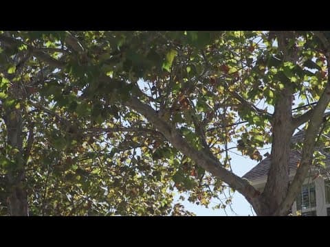 Sarasota offering free trees to residents to celebrate Earth Month