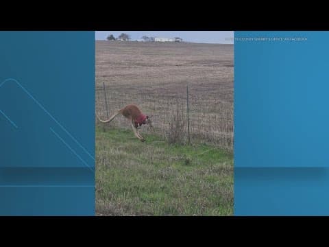 Escaped kangaroo in Texas found safe and sound, returned back home