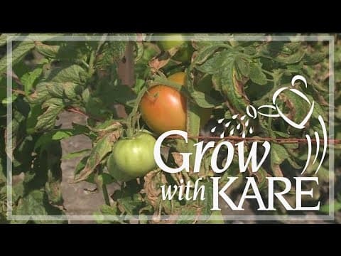 Grow with KARE: Ripening tomatoes on the vine