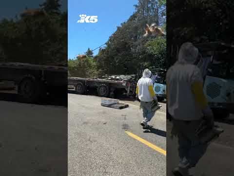 Millions of pollinating bees swarm after truck crash