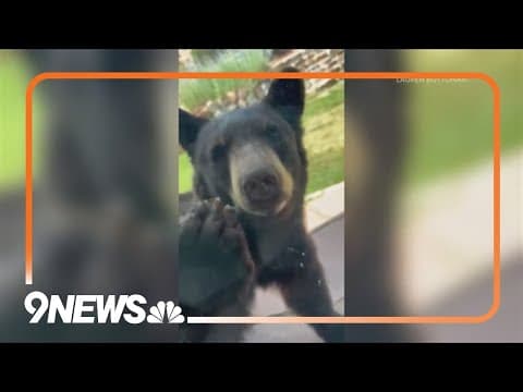 Bear cub caught sniffing around Morrison home
