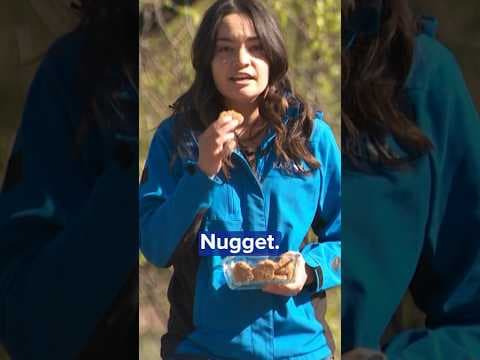 Trash talking between Minnesota Timberwolves fans and fans of the Denver… McNuggets?