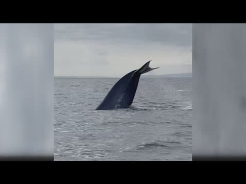 Watchers witness 100 Blue whales off the Mission Bay Coast