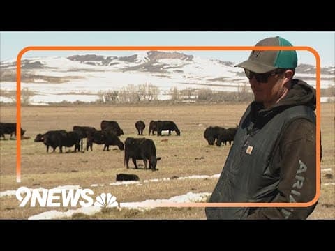 Ranchers talk calving season as wolves kill Colorado livestock