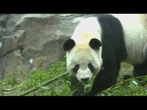 Yes, all zoo pandas in the U.S. are being returned to China in November