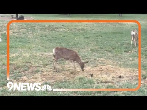 Real-life Bambi in the park, nosing and frolicking with the birds
