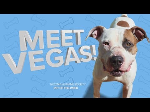 Pet rescue of the week: Vegas!