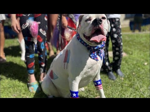 'Weston the Boxer' wins Larry Himmel Memorial Patriotic Pet Contest