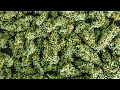 New group encourages Hoosiers to contact legislators about legalizing marijuana