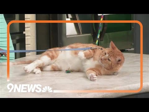 Cat Care Society joins "Clear the Shelter" month to help adult cats get adopted by waiving adoption