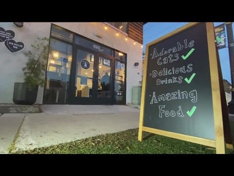 Whiskers and Wine, a new cafe where you can eat, drink, and adopt a cat