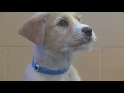 Keep your pets safe and calm during Fourth of July fireworks