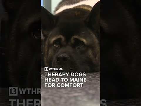Therapy dogs travel to Maine to comfort those effected by mass shootings